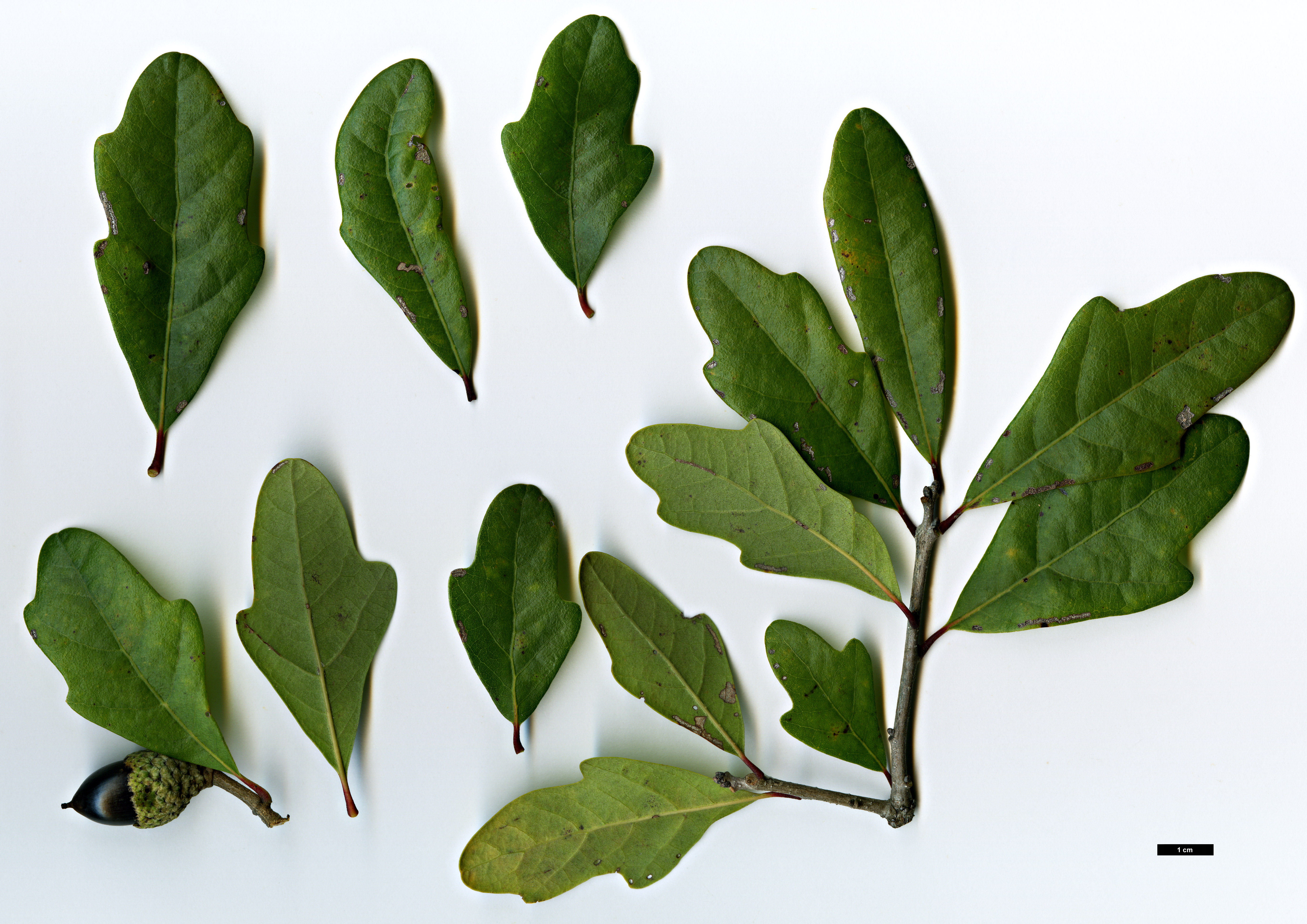 High resolution image: Family: Fagaceae - Genus: Quercus - Taxon: ×comptoniae × Q.virginiana